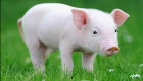 关于猪的视频,揭秘猪的生活与趣味瞬间