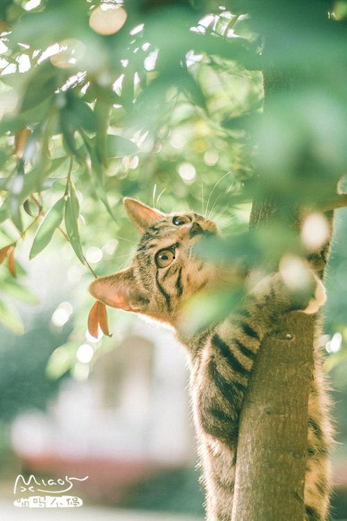 猫咪的梦想视频,追寻梦想的喵星奇缘