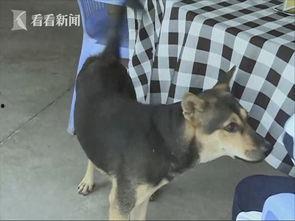 偷狗视频,宠物安全警钟长鸣