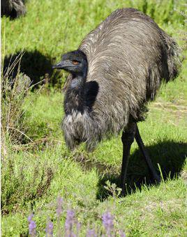 鸸鹋养殖视频,从孵化到成鸟的全程视频解析