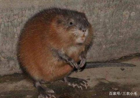 田鼠养殖技术视频,从入门到精通全解析