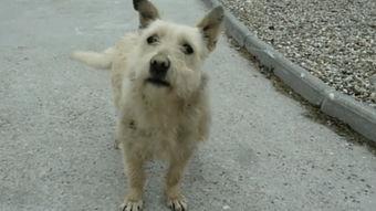 狗狗配种全过程视频,从相识到孕育新生命的温馨历程