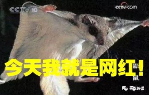 寒号鸟叫声视频,冬日里的自然交响曲